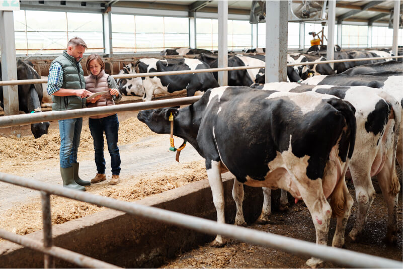 Two farmers in a diary farm