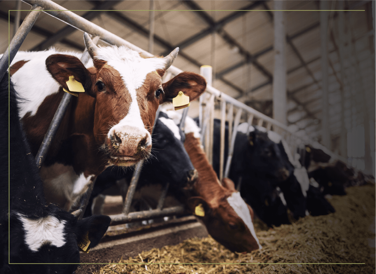 cows